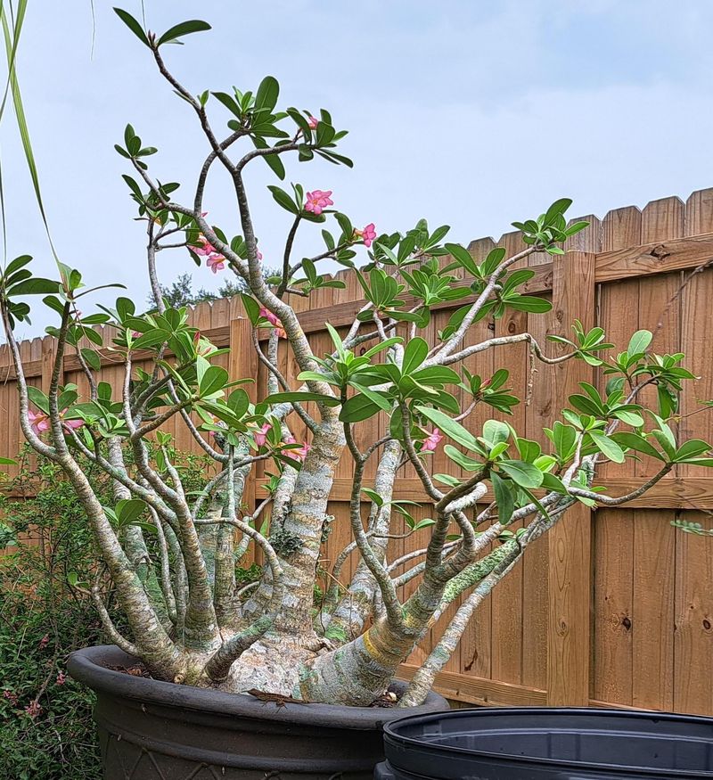 Growth Naturally Slows As Days Shorten