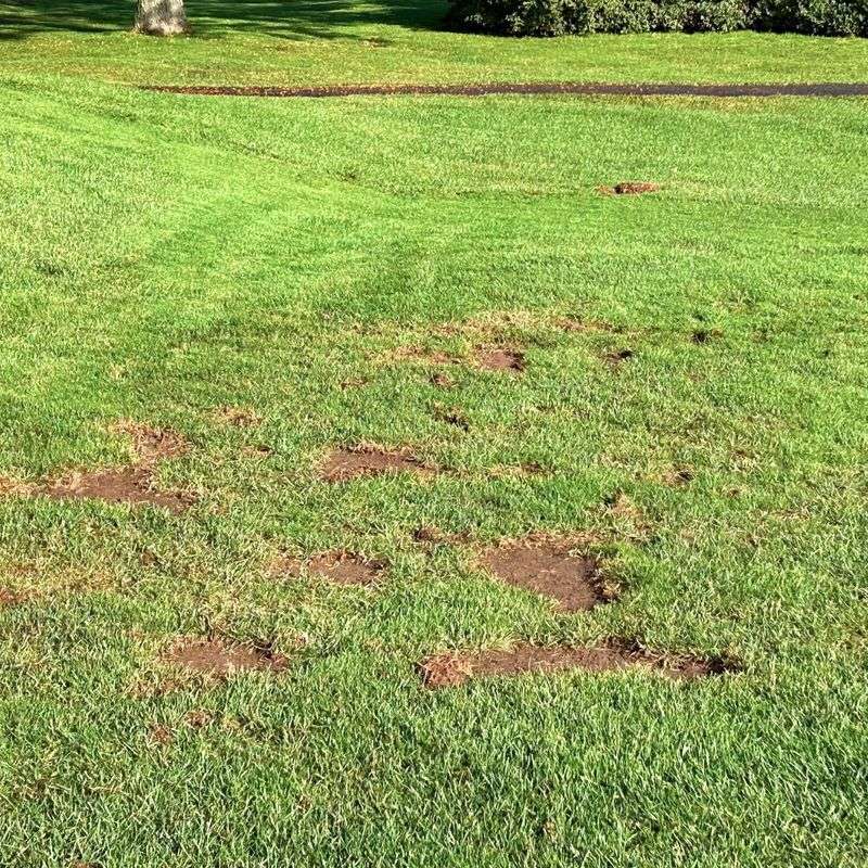 Grub Control And Yard Repair That Holds Up Grub Control And Yard Repair That Holds Up