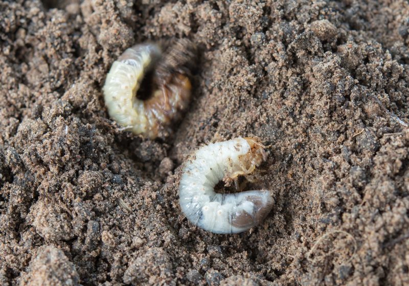 Grub Control Rarely Solves A Mole Problem By Itself