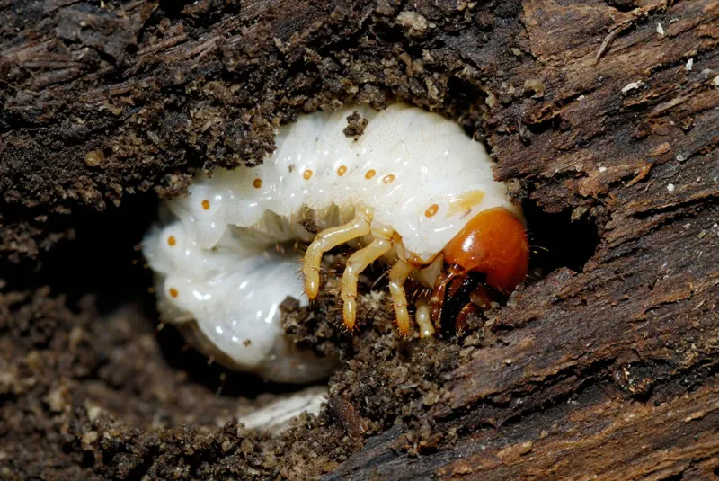 Grubs And Other Insect Larvae Grubs And Other Insect Larvae
