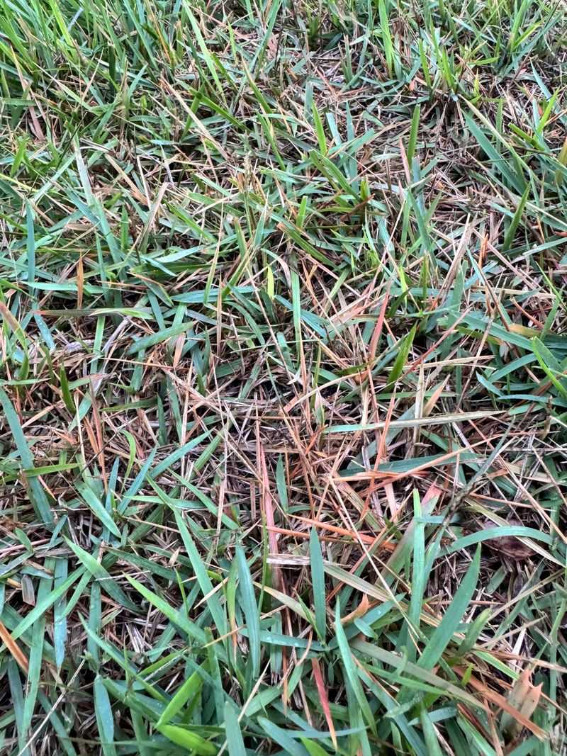 Grubs Can Damage Roots Beneath Green Turf
