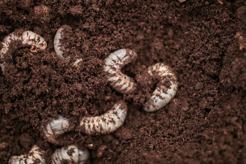 Grubs Chewing Beneath The Surface