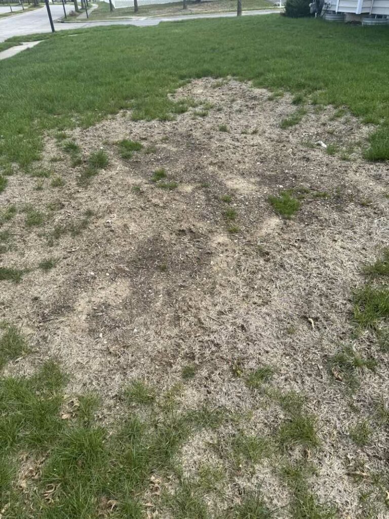 These Bare Lawn Patches Could Get Worse Before Fall Arrives