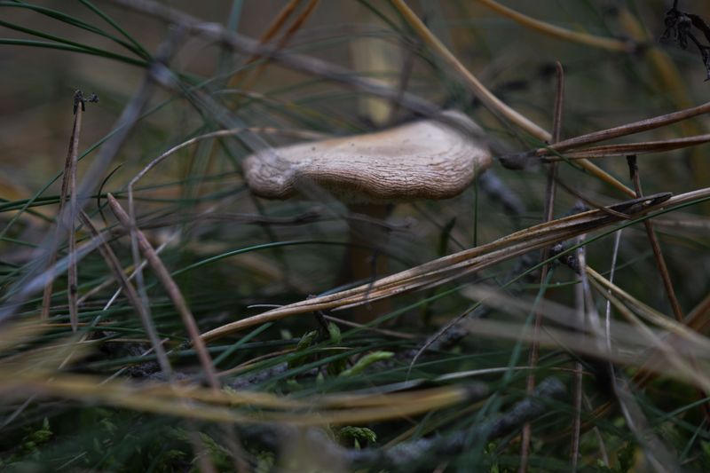 Grubs, Fungus, And Other Hidden Troublemakers Grubs, Fungus, And Other Hidden Troublemakers