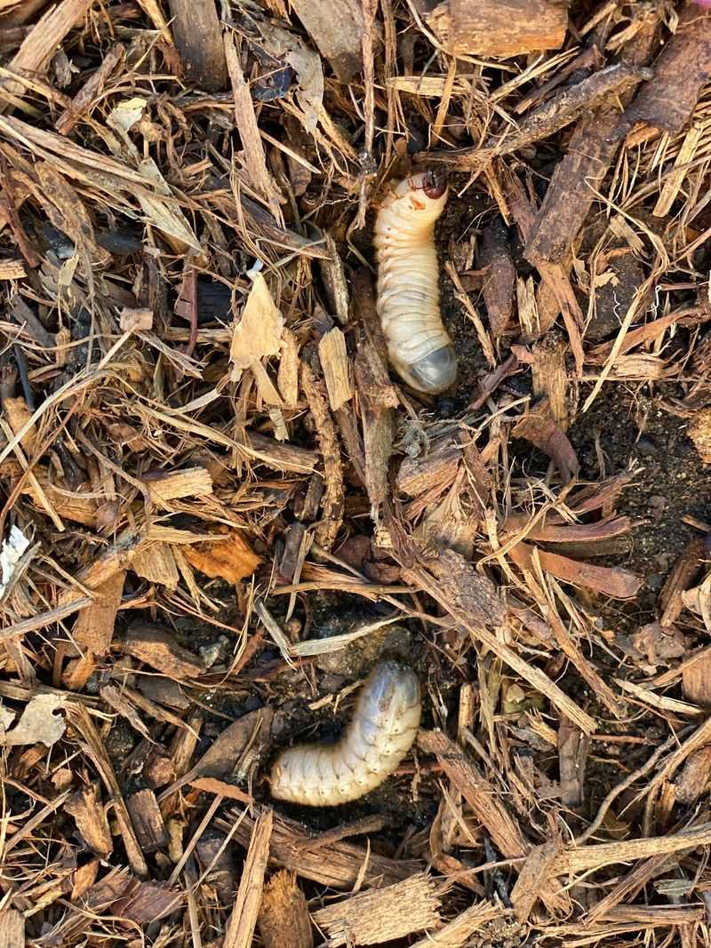 Grubs Hiding In Your Lawn