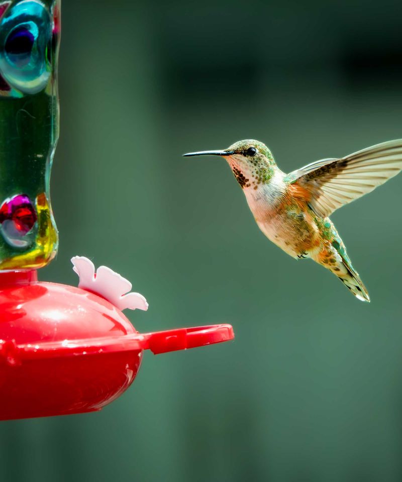 Guarding A Reliable Nectar Supply Like Personal Property Guarding A Reliable Nectar Supply Like Personal Property