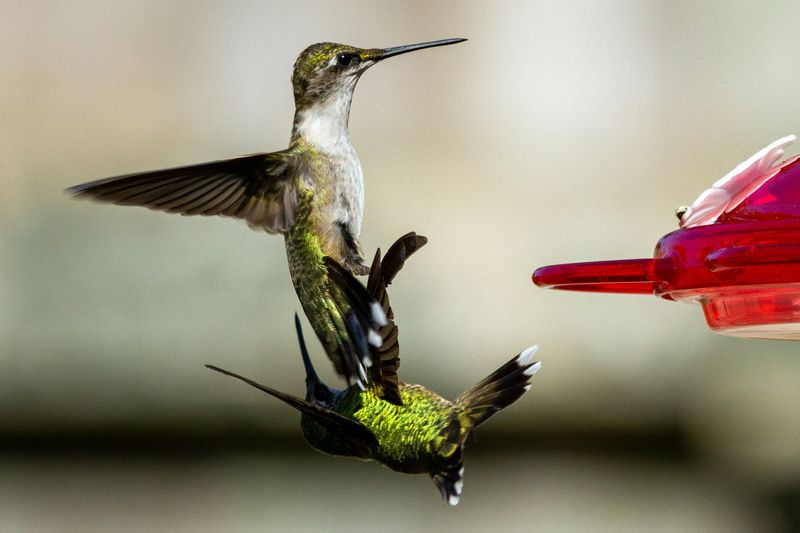 Guarding Food Saves Precious Fuel