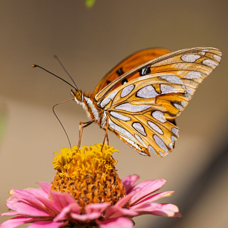 Gulf Fritillary Butterflies Laying Eggs On Their Only Host Plant Gulf Fritillary Butterflies Laying Eggs On Their Only Host Plant
