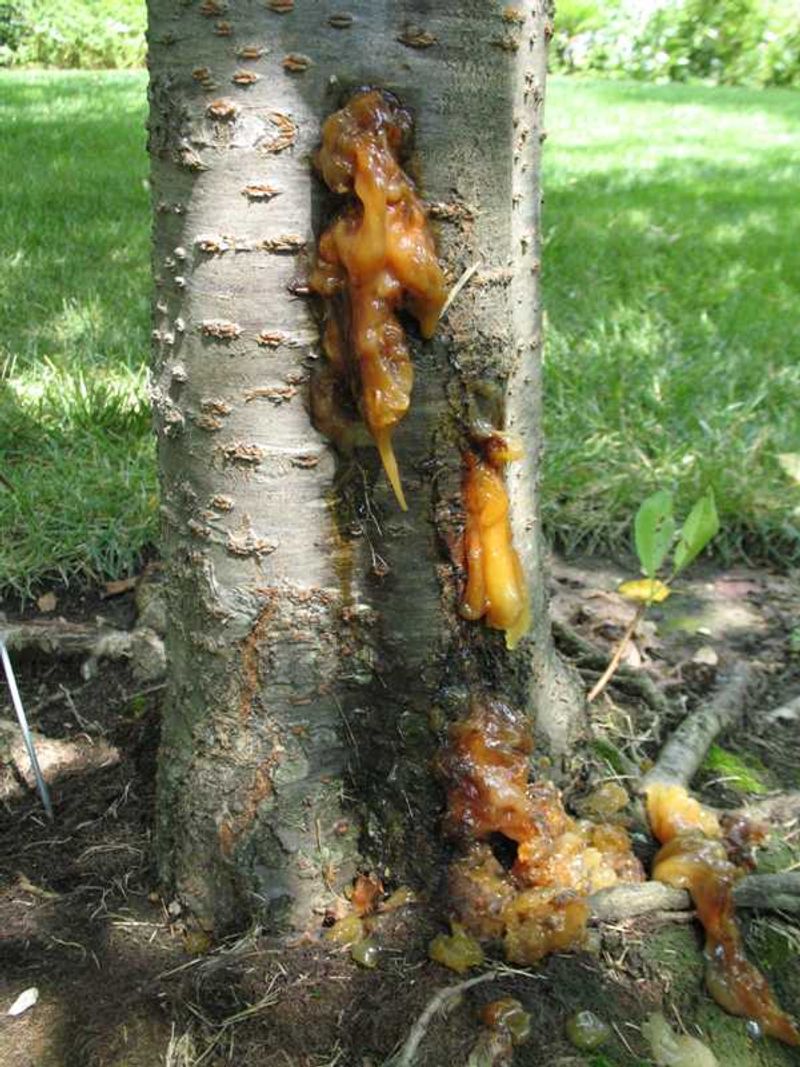 Gummosis Signals A Deeper Problem