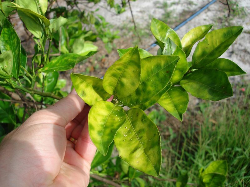 HLB Changes The Future Of Backyard Citrus HLB Changes The Future Of Backyard Citrus