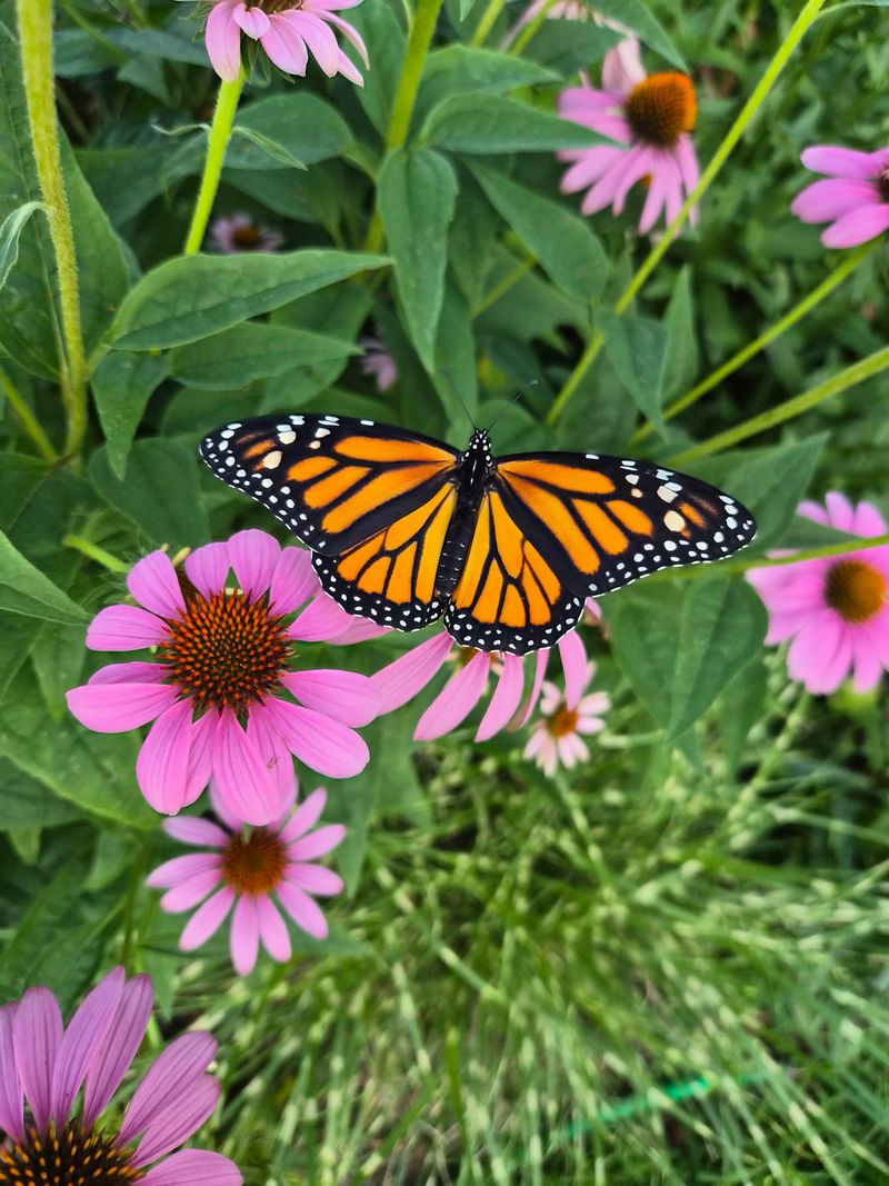 Habitat Loss Is Affecting Monarchs Beyond Your Yard