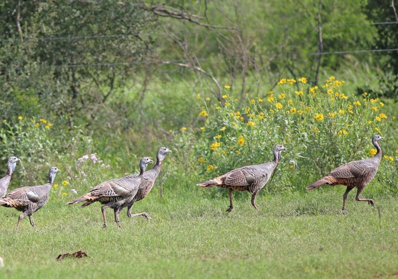 Habitat Near You Is Healthy Habitat Near You Is Healthy