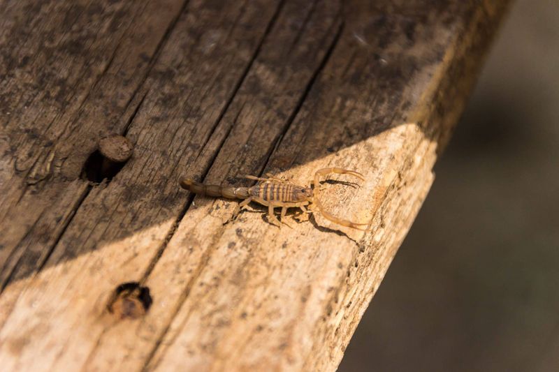 Habitat value is not pest control Habitat value is not pest control