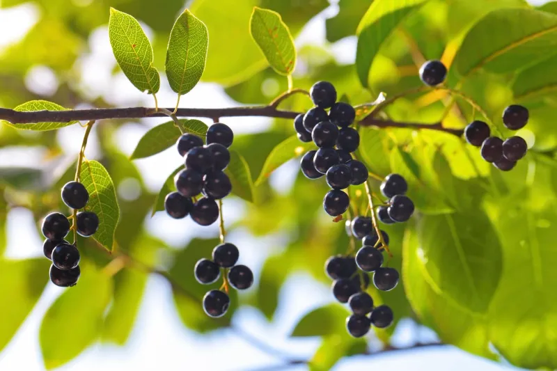 Hackberry