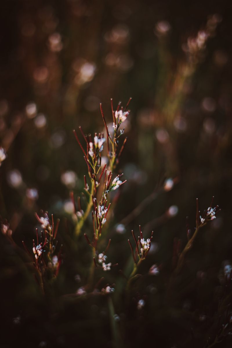 Hairy Bittercress Slings Seeds At The Slightest Touch