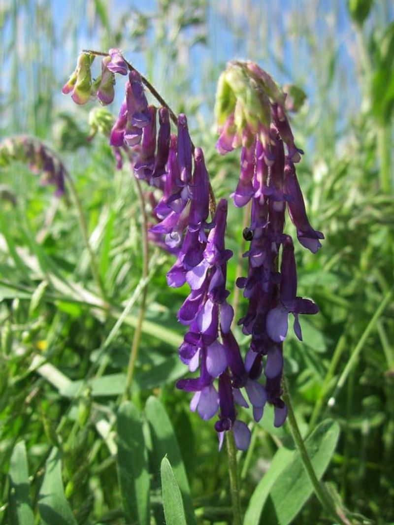 Hairy Vetch