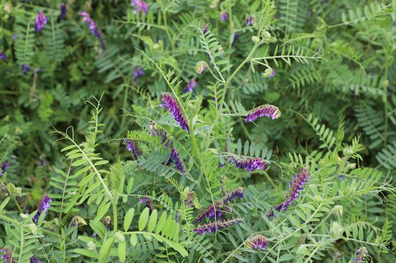 Hairy Vetch Adds Nitrogen While Protecting The Soil