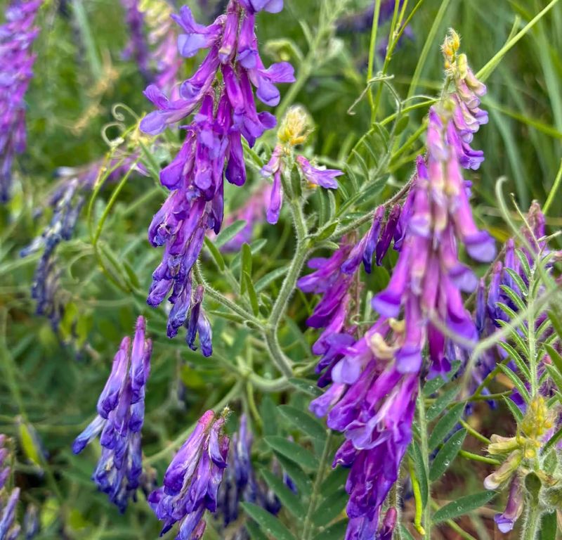 Hairy Vetch Creates Strong Winter Ground Cover Hairy Vetch Creates Strong Winter Ground Cover