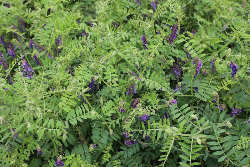Hairy Vetch Spins A Free Fertilizer Web