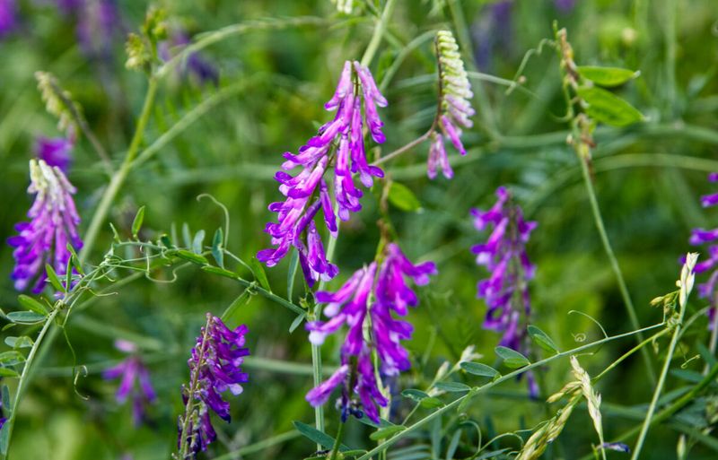 Hairy Vetch Hairy Vetch