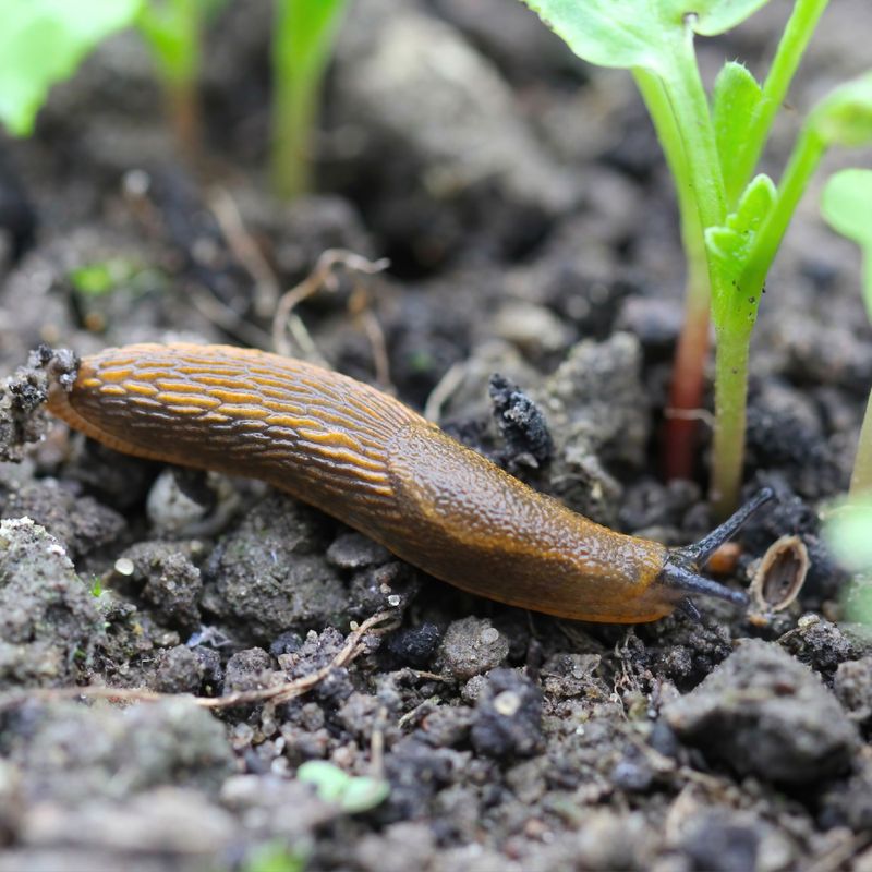 Hand-Pick Slugs By Flashlight After Dark Hand-Pick Slugs By Flashlight After Dark