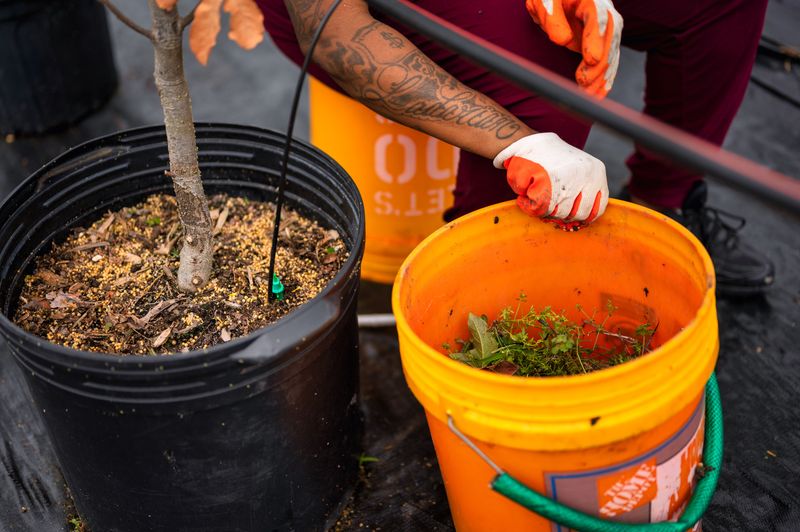 Hand Picking, Buckets, And Other Low-Fuss Fixes Hand Picking, Buckets, And Other Low-Fuss Fixes
