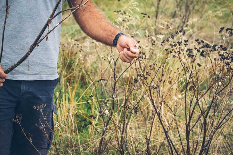 Hand-Picking Is Slow, Simple, And Oddly Satisfying