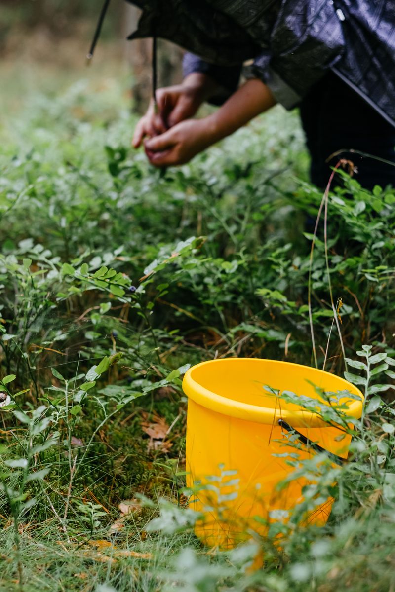 Hand-Picking, Soapy Buckets, And Morning Patrols