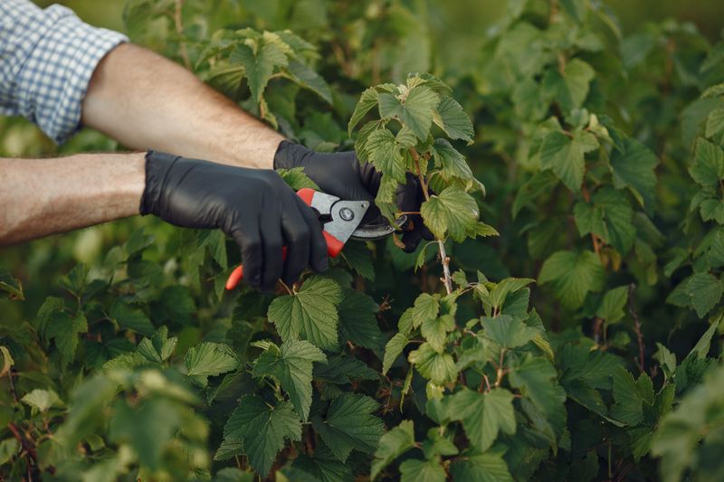 Hand Picking, The Simplest Fix For Backyard Shrubs