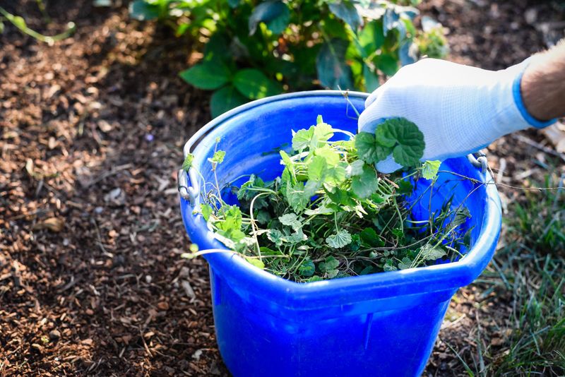 Hand Pulling Gets Easier In Moist Fall Soil Hand Pulling Gets Easier In Moist Fall Soil
