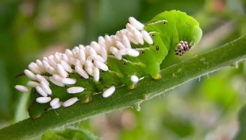 Hand-picking works—and some hornworms should stay put Hand-picking works—and some hornworms should stay put