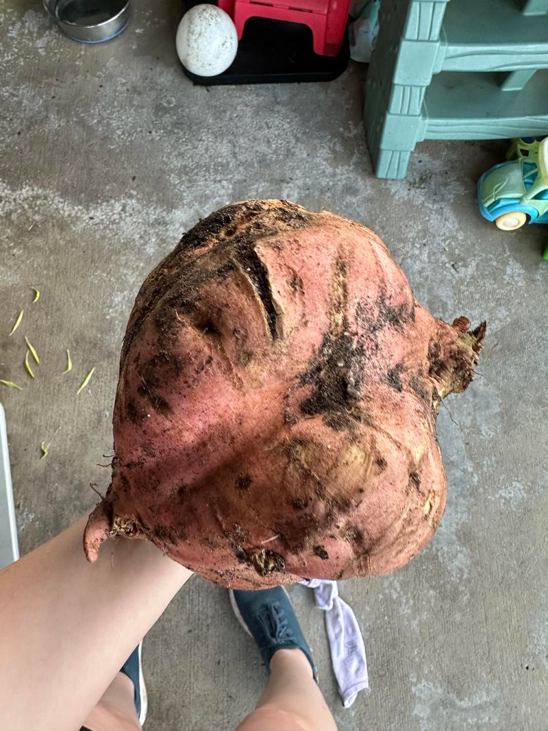 Handle Cracked Roots Carefully