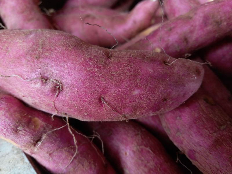 Handle Each Root Like An Egg