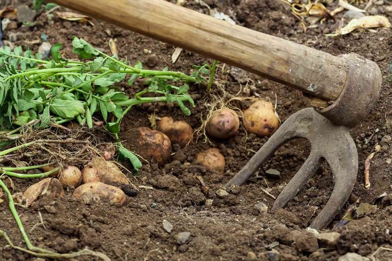 Handle Freshly Dug Potatoes With Care Handle Freshly Dug Potatoes With Care