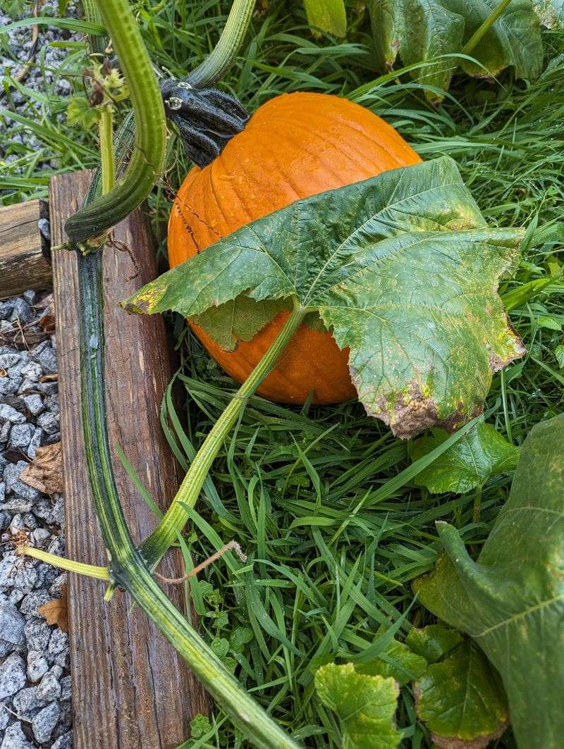 Handle Gently And Keep The Stem On Handle Gently And Keep The Stem On