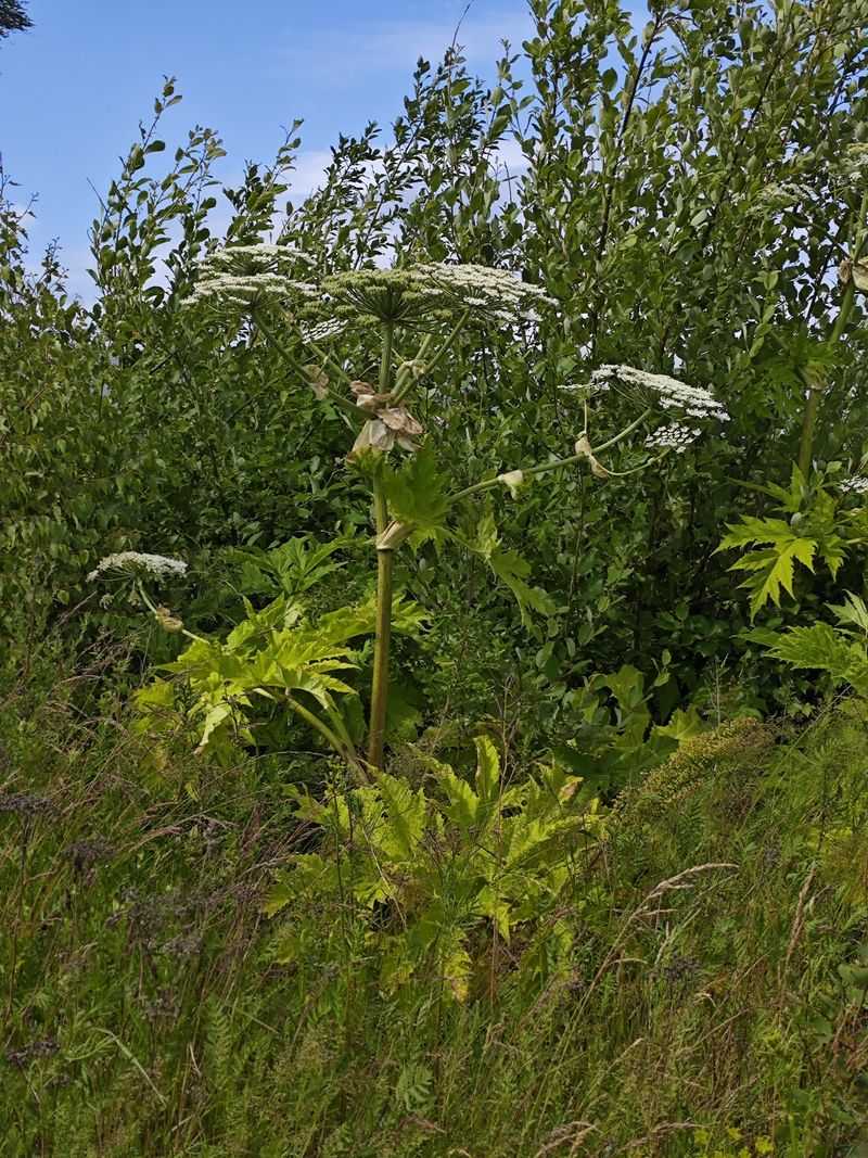 Handle Giant Hogweed With Real Caution