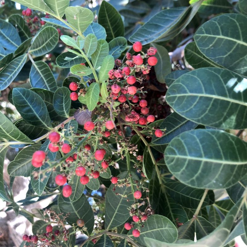 Handle It Carefully Because It Shares A Family With Poison Ivy