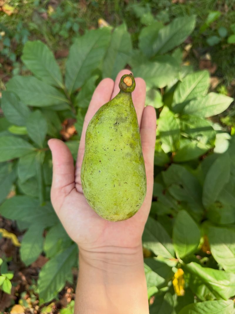 Handle Pawpaws Very Gently