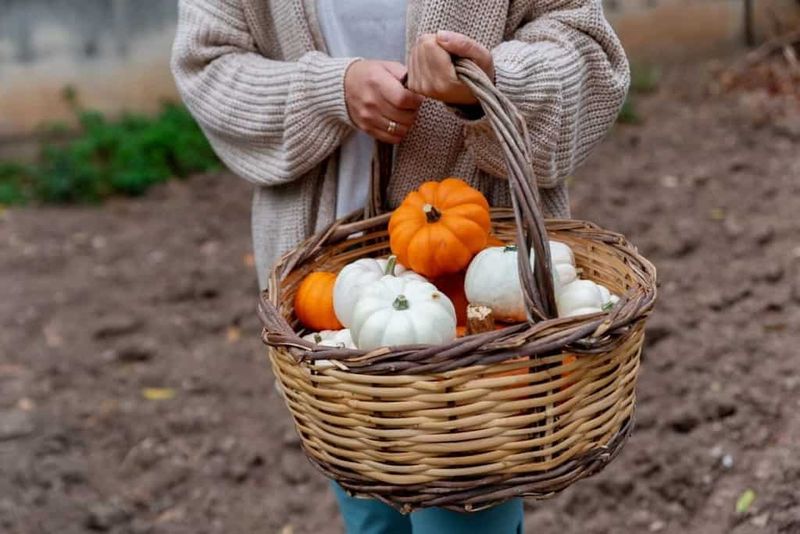 Handle Pumpkins Gently To Prevent Hidden Bruises Handle Pumpkins Gently To Prevent Hidden Bruises