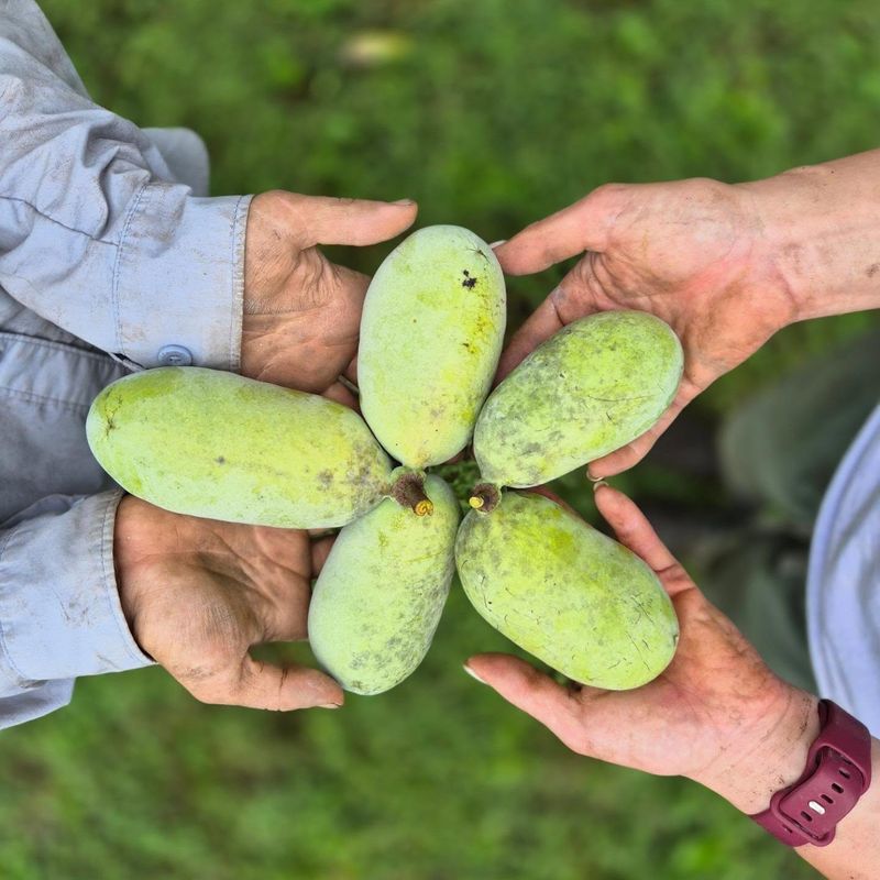 Handle, Ripen, And Store Fruit With Care