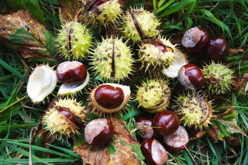 Handle Spiny Burs Safely