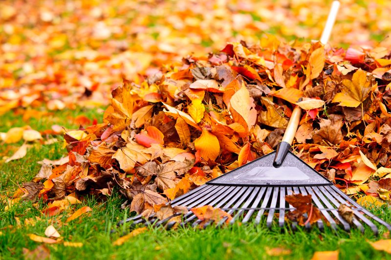 Handling Falling Leaves On Your Lawn Handling Falling Leaves On Your Lawn