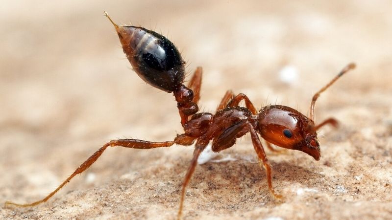 Handling Stings And Protecting The Family Handling Stings And Protecting The Family