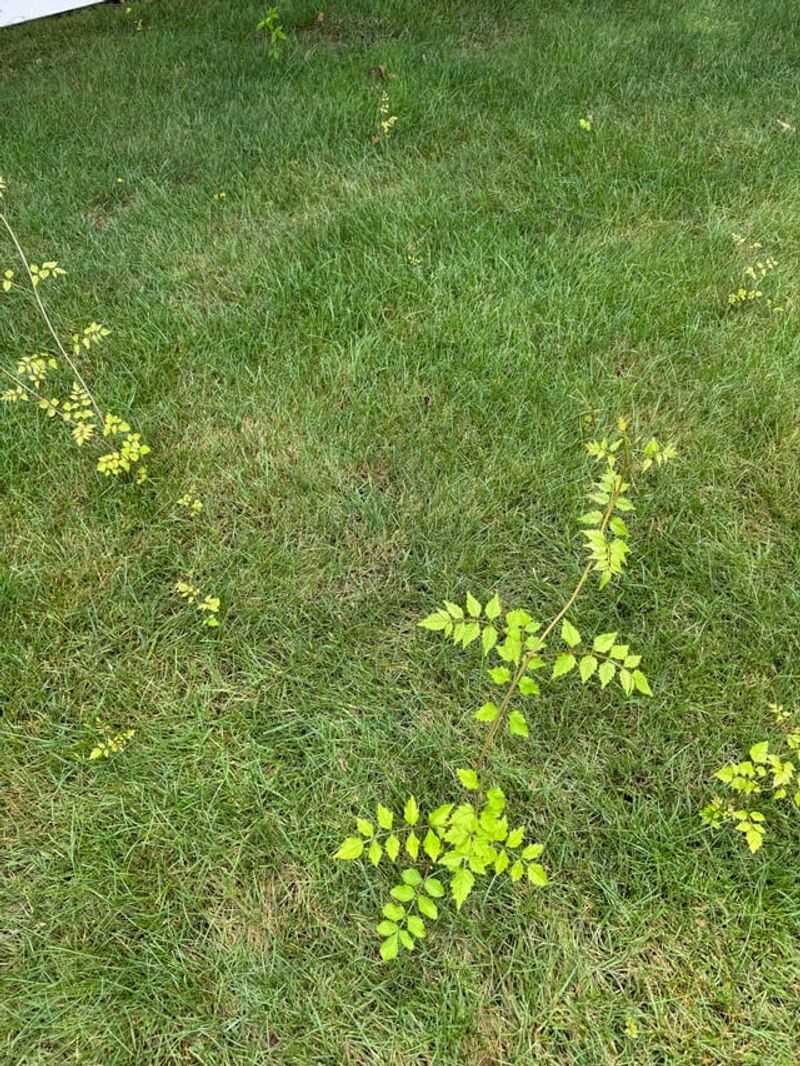 Handling Suckers And Spread In New York Gardens