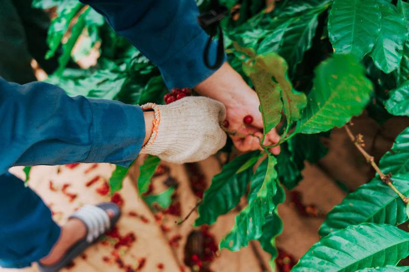 Handpicking After Dark Remains Highly Effective