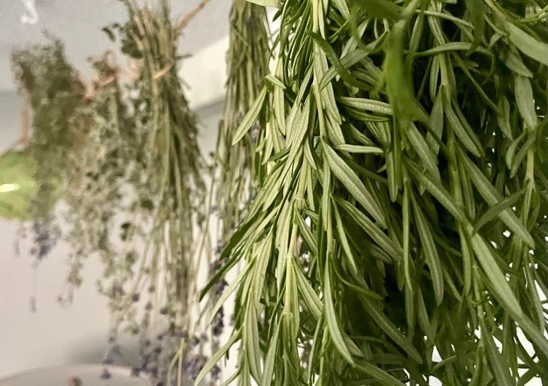 Hang Rosemary In A Dry, Dark Spot