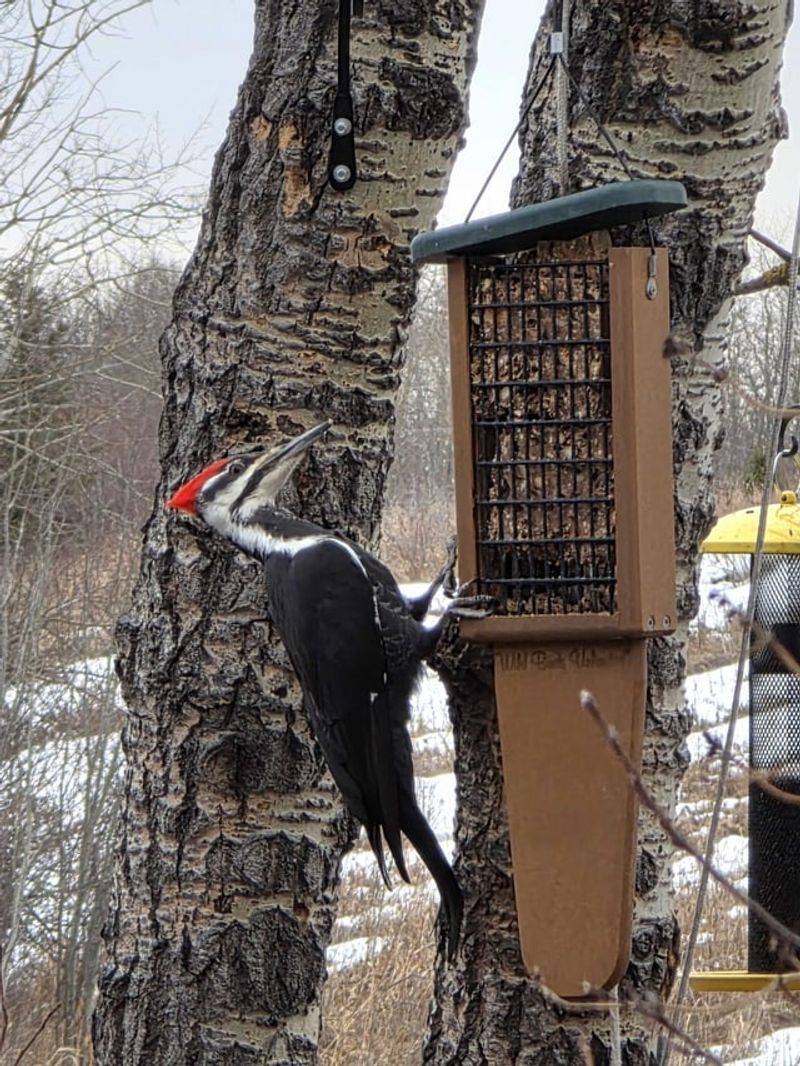 Hang Suet Cakes Close To Tree Trunks Hang Suet Cakes Close To Tree Trunks