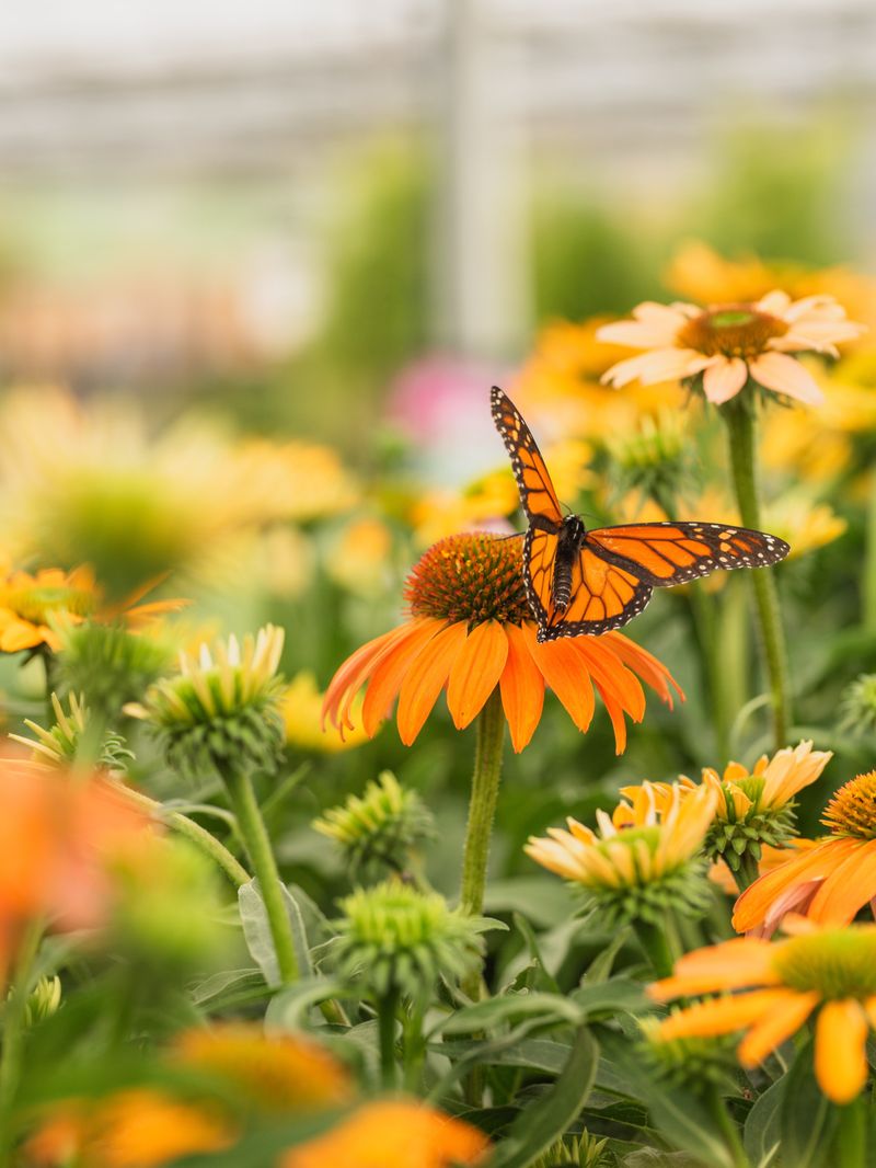 Happy In Pollinator Gardens Buzzing With Life