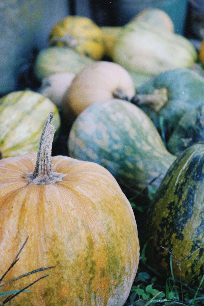 Hard-Shelled Winter Squash Resting In The Patch