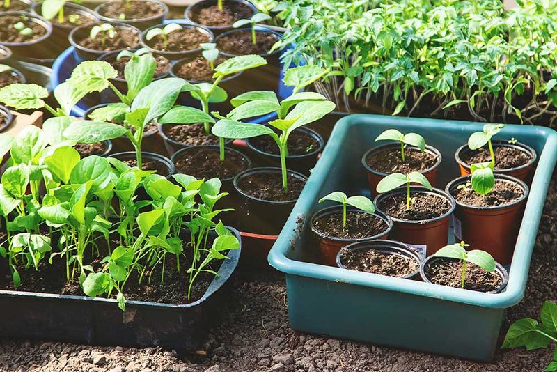 Harden Off Seedlings Before Transplanting
